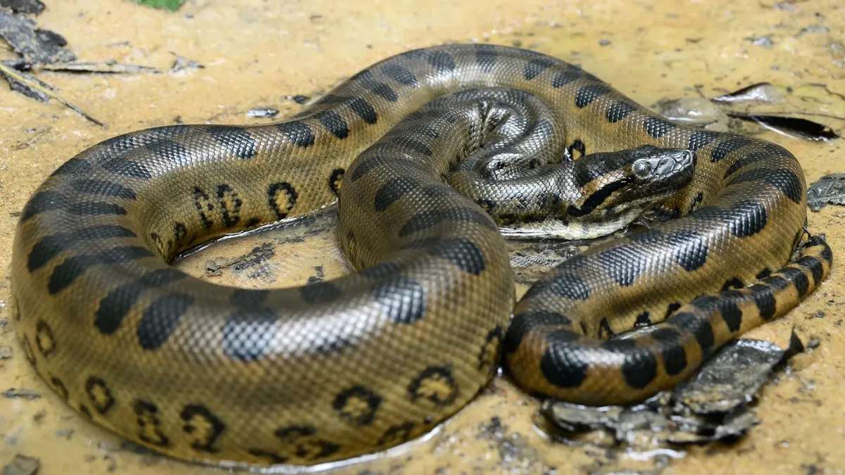 Green Anaconda